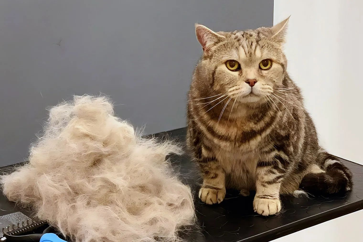 Пэтси — СПА для животных в Санкт-Петербурге