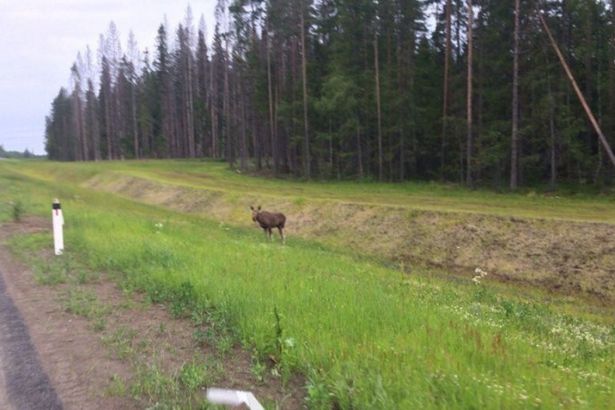 u041fu043eu0434 u0421u043eu0441u043du043eu0432u043e u0432u0441u0442u0440u0435u0442u0438u043bu0438 u043fu0430u0441u0443u0449u0435u0433u043eu0441u044f u043bu043eu0441u044f u0438 u043bu043eu0441u0435u043du043au0430