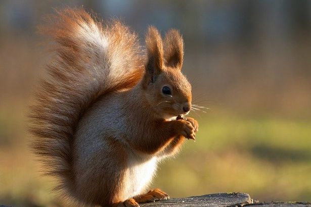В Петербурге множество мест, где с милыми и пушистыми зверьками можно познакомиться поближе. Белочек можно кормить, фотографировать и в редких случаях даже погладить. А кроме всего прочего – насладиться тишиной и прекрасными пейзажами