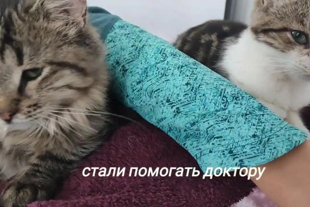 В воскресенье, 30 июля в 15:00 в «Республике котов» на Литейном проспекте, 60 пройдёт сеанс кототерапии для всех желающих. Об этом сообщили организаторы мероприятия во вторник.