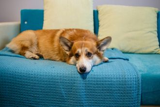 u0412 u041fu0435u0442u0435u0440u0431u0443u0440u0433u0435 u0440u0430u0431u043eu0442u0430u0435u0442 u0441u0435u0440u0432u0438u0441 u00abu0413u0443u043bu044cu0434u043eu0433u00bb