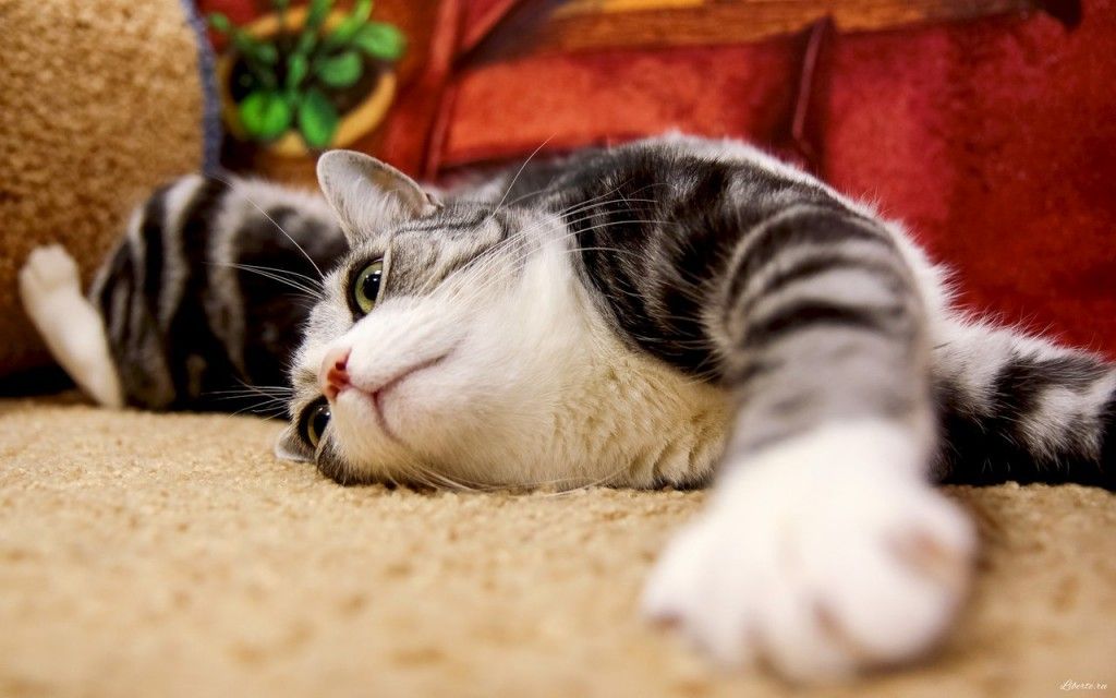 Для тех, кто устал от городской суеты, в Петербурге есть несколько оазисов, где можно не только подкрепиться, но и погладить очаровательных кошечек, услышать райское пение канарейки, познакомиться с дикой уткой и посмотреть на страусов и северных оленей.