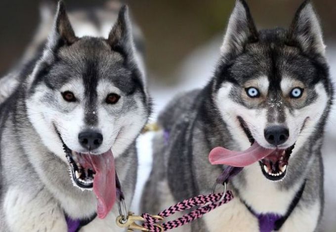 u00abu0413u043eu043du043au0430 u043du0430 u0441u043eu0431u0430u0447u044cu0438u0445 u0443u043fu0440u044fu0436u043au0430u0445 u0421u043du0435u0436u043du0430u044f u041cu0435u0442u0435u043bu044cu00bb