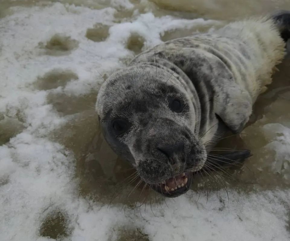 Сообщение о том, что в Сидоровский канал Ломоносова прибило льдину с тюлененком, поступило в фонд около полудня 4 апреля от члена экипажа гидрографического катера.