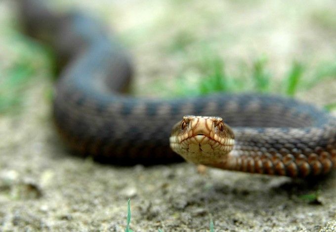 u0413u0430u0434u044eu043au0438 u0430u0442u0430u043au0443u044eu0442 u043fu0435u0442u0435u0440u0431u0443u0440u0436u0446u0435u0432