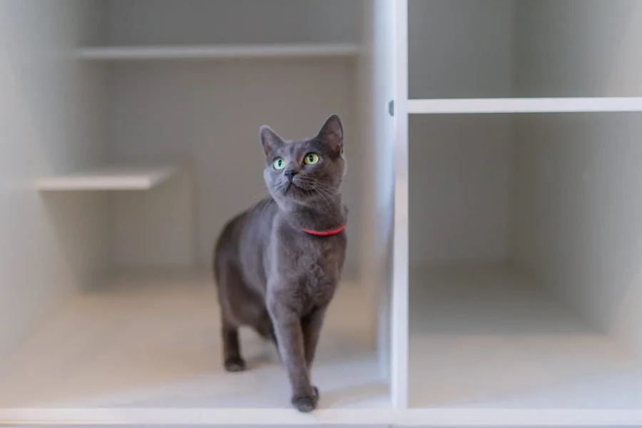 Cat Diamonds