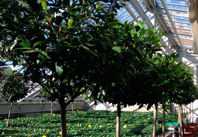 Всего на четыре часа 16 апреля будут доступны для всех желающих знаменитые теплицы в Александровском парке Пушкина. &nbsp;Акция пройдет в преддверии Международного дня охраны памятников и исторических мест ЮНЕСКО.