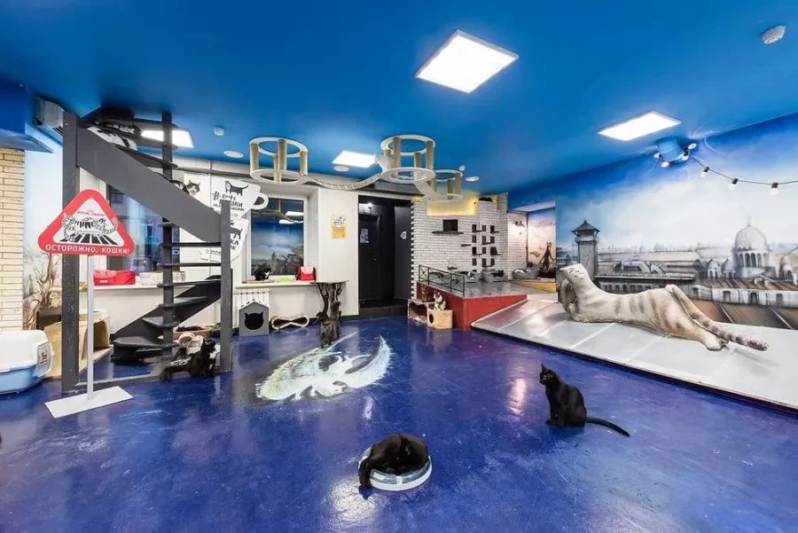 «Республика кошек и котов»