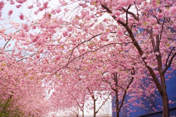 u0413u0434u0435 u0432 u041fu0435u0442u0435u0440u0431u0443u0440u0433u0435 u0440u0430u0441u0442u0435u0442 u0441u0430u043au0443u0440u0430