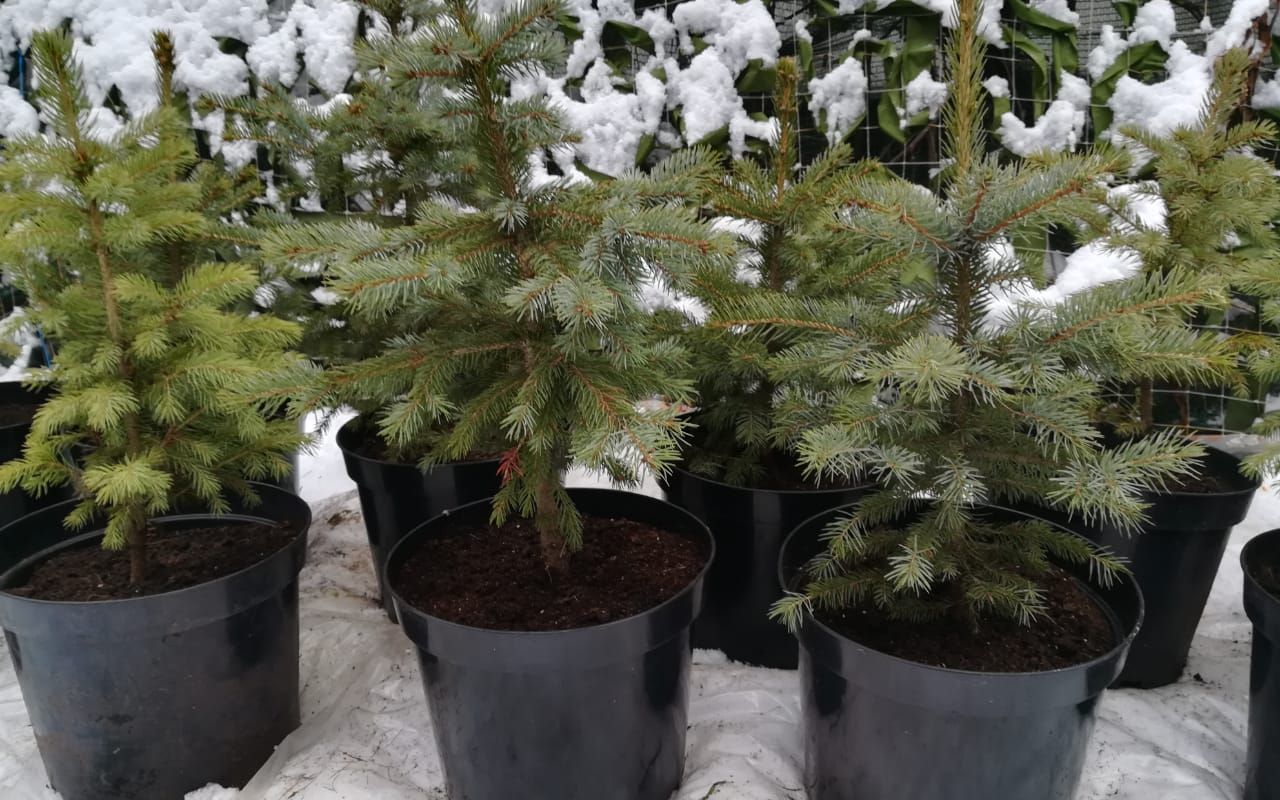 Петербуржцам предлагают взять живую елку в аренду, которая находится в кадке. Дерево привезут домой, а после праздников елочку заберут и посадят в лес. Таким образом экологические активисты хотят, чтобы после новогодних каникул хвойных стало больше, а не меньше.