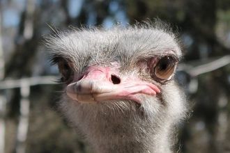 Под Петербургом расположились места, где можно познакомиться с дикими животными: зубрами, страусами, верблюдами и другими диковинными зверьками: