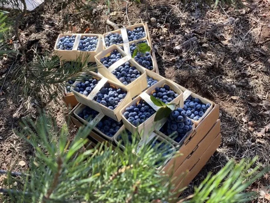 Доктор Шарец