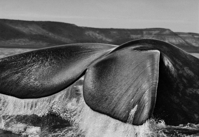 15august-salgado1 f1ed8