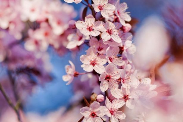 u0412 u041fu0435u0442u0435u0440u0431u0443u0440u0433u0435 u0437u0430u0446u0432u0435u043bu0430 u0441u0430u043au0443u0440u0430