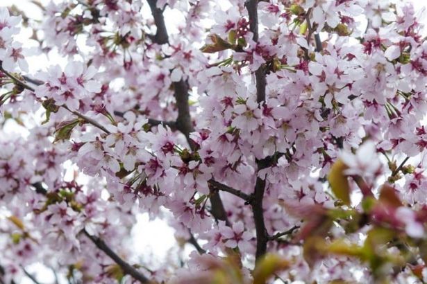 Нежное цветение сакуры в Ботаническом саду в 2018 году можно наблюдать в начале мая. Сфотографироваться или просто посмотреть на цветущие деревья в Ботанический сад всегда собирается много людей.