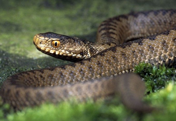 u0412 u0433u043eu0440u043eu0434u0441u043au0438u0445 u043fu043eu043bu0438u043au043bu0438u043du0438u043au0430u0445 u0433u043eu0442u043eu0432u044b u043a u0437u043cu0435u0438u043du044bu043c u0443u043au0443u0441u0430u043c