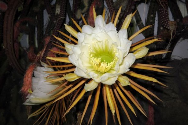 u0426u0430u0440u0438u0446u0430 u043du043eu0447u0438 u0440u0430u0441u043au0440u043eu0435u0442 u0441u0432u043eu044e u043au0440u0430u0441u043eu0442u0443