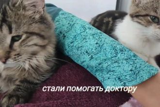 В воскресенье, 30 июля в 15:00 в «Республике котов» на Литейном проспекте, 60 пройдёт сеанс кототерапии для всех желающих. Об этом сообщили организаторы мероприятия во вторник.