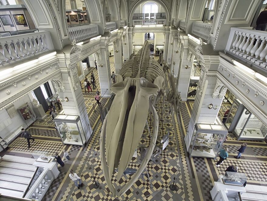 Зоологический музей