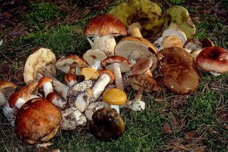 u0418u0434u0451u043c u0437u0430 u0433u0440u0438u0431u0430u043cu0438