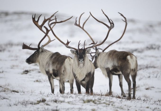 u041fu043eu043eu0431u0449u0430u0442u044cu0441u044f u0441 u0441u0435u0432u0435u0440u043du044bu043cu0438 u043eu043bu0435u043du044fu043cu0438 u043cu043eu0436u043du043e u0431u0443u0434u0435u0442 u043du0430 u0424u0435u0441u0442u0438u0432u0430u043bu0435 u043bu0435u0434u043eu0432u044bu0445 u0441u043au0443u043bu044cu043fu0442u0443u0440 u0432 u041fu0435u0442u0440u043eu043fu0430u0432u043bu043eu0432u043au0435