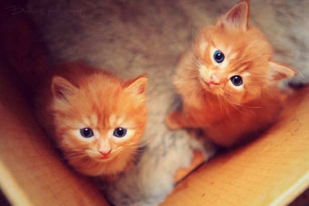 u041fu043eu043eu0431u0449u0430u0442u044cu0441u044f u0441 u043cu0438u043bu044bu043cu0438 u0440u044bu0436u0438u043au0430u043cu0438 u0438u043bu0438 u0437u0430u0431u0440u0430u0442u044c u043au043eu0442u0438u043au0430 u043a u0441u0435u0431u0435 u0434u043eu043cu043eu0439 u0441u043cu043eu0436u0435u0442 u043au0430u0436u0434u044bu0439 u043fu0435u0442u0435u0440u0431u0443u0440u0436u0435u0446