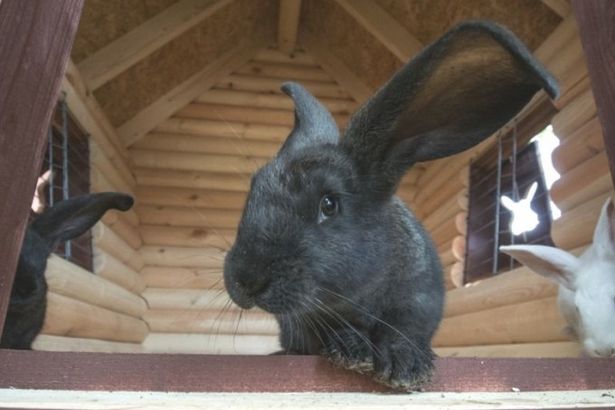 u041du0430 u0417u0430u044fu0447u044cu0435u043c u043eu0441u0442u0440u043eu0432u0435 u043fu043eu044fu0432u0438u043bu0438u0441u044c u043au0440u043eu043bu0438u043au0438