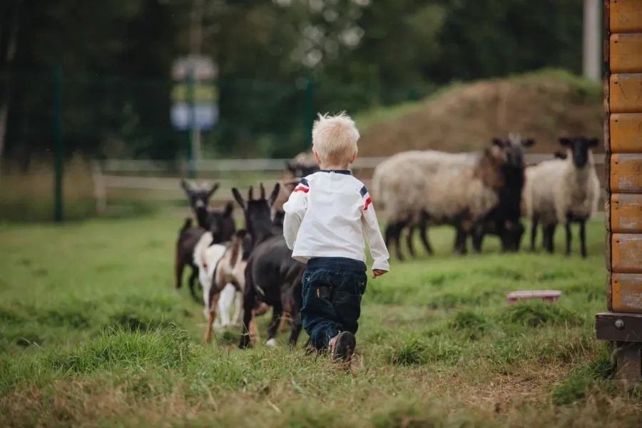 Животные на ферме Kerro Polle во Всеволожском районе