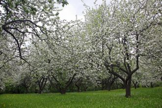 u041cu043eu043bu043eu0434u044bu0435 u043fu0440u0435u0434u043fu0440u0438u043du0438u043cu0430u0442u0435u043bu0438 u043fu043eu0434u0430u0440u044fu0442 u0433u043eu0440u043eu0434u0443 u044fu0431u043bu043eu043du0435u0432u044bu0439 u0441u0430u0434