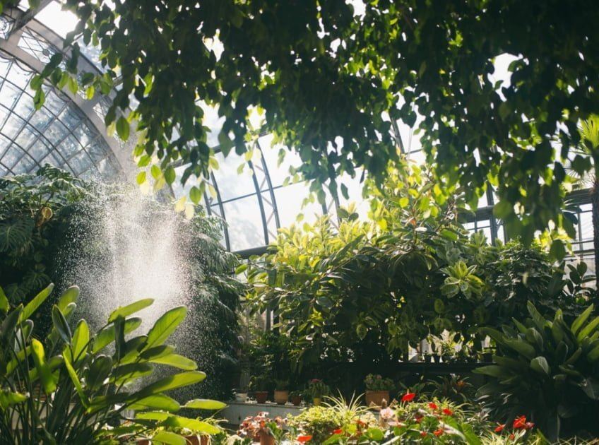 Пять мест, где тепло и зелено круглый год: Ботанический сад Петра Великого и другие тропические уголки Петербурга.