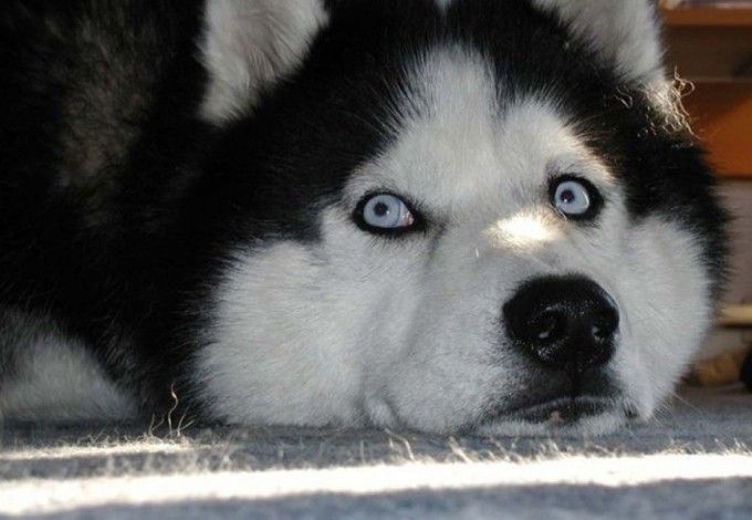 u041eu0442 u043cu0430u043bu0430u043cu0443u0442u043eu0432 u0434u043e u0441u0430u043cu043eu0435u0434u043eu0432 u043du0430 u0444u0435u0441u0442u0438u0432u0430u043bu0435 u00abu0421u043au0430u0437u043au0438 u043e u0445u0430u0441u043au0438u00bb