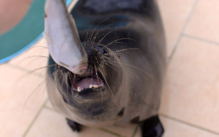 u041fu0435u0442u0435u0440u0431u0443u0440u0436u0446u0435u0432 u043fu0440u043eu0441u044fu0442 u043fu043eu043cu043eu0447u044c u0441 u043bu0435u0447u0435u043du0438u0435u043c u043cu0430u043bu0435u043du044cu043au043eu0439 u043du0435u0440u043fu044b u0418u043du0433u0435u0440