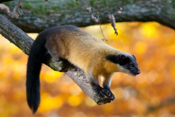 u0412 u041bu0435u043du0438u0433u0440u0430u0434u0441u043au0438u0439 u0437u043eu043eu043fu0430u0440u043a u0437u0430u0432u0435u0437u043bu0438 u043cu0430u043du0443u043bu0430 u0438 u0445u0430u0440u0437u0443