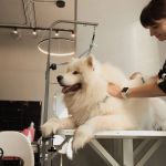 В Петербурге больше сотни груминг-салонов, но мы отобрали пятнадцать, где реально заботятся о питомце и прозрачно работают — от камерных студий для тревожных собак до федеральных сетей в ТРК.