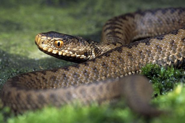 u0412 u0433u043eu0440u043eu0434u0441u043au0438u0445 u043fu043eu043bu0438u043au043bu0438u043du0438u043au0430u0445 u0433u043eu0442u043eu0432u044b u043a u0437u043cu0435u0438u043du044bu043c u0443u043au0443u0441u0430u043c