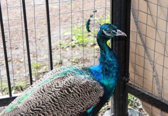 u0412 u0415u043au0430u0442u0435u0440u0438u043du0438u043du0441u043au043eu043c u043fu0430u0440u043au0435 u043fu043eu0441u0435u043bu0438u043bu0438u0441u044c u043fu0430u0432u043bu0438u043du044b