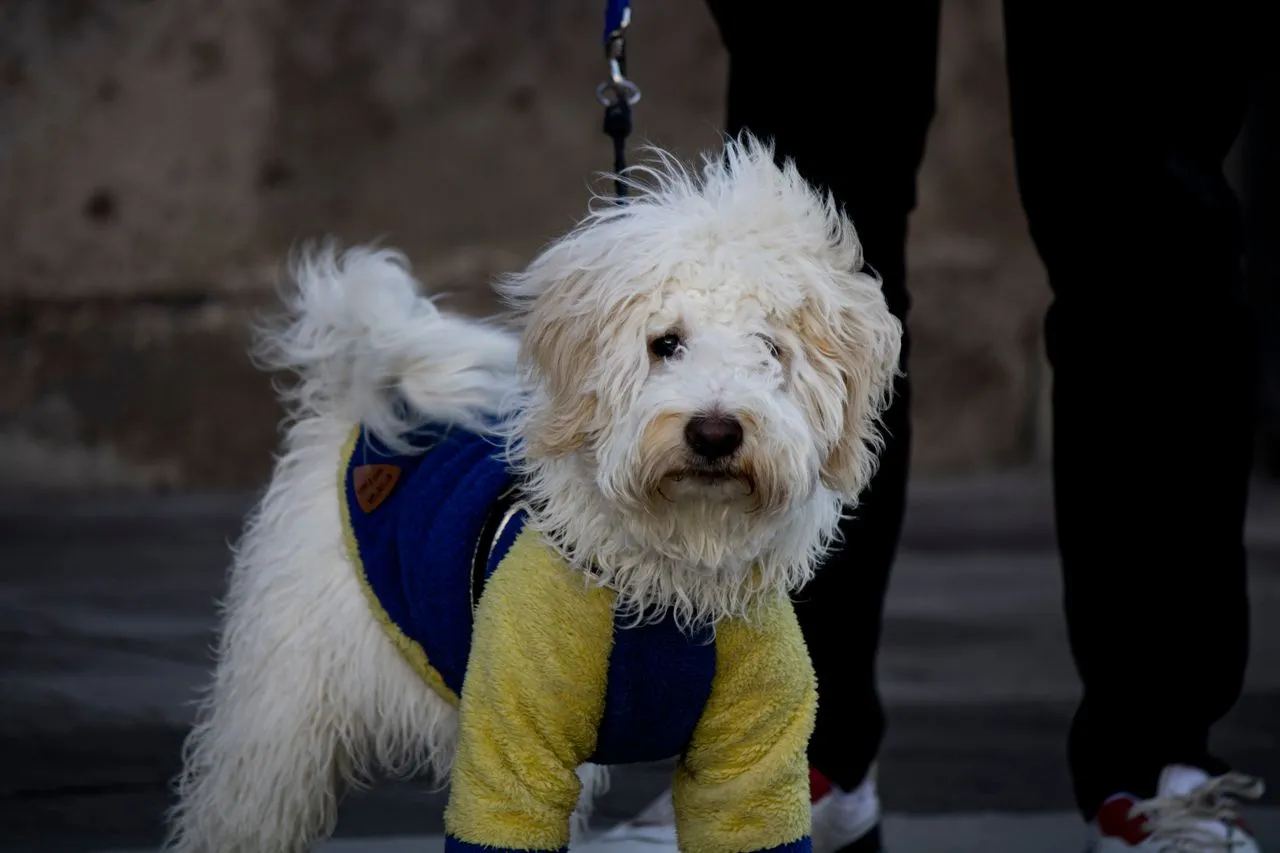 Собака в вязаном свитере ручной работы Stylish Dogs