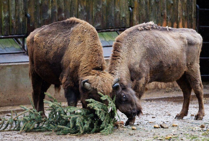 Всем любителям живых новогодних елочек будет интересно — отслужившее деревце можно утилизировать с пользой, отдав, 20 января, где сосны и ели измельчат и сделают корм или подстилку для&nbsp; животных.