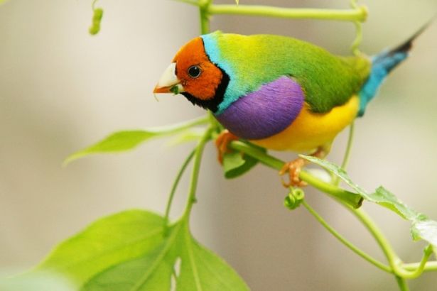 u0412u044bu0441u0442u0430u0432u043au0430 u00abu041fu0442u0438u0447u043au0438 u0432 u0440u0443u043au0430u0432u0438u0447u043au0435u00bb u043eu0442u043au0440u043eu0435u0442u0441u044f u0432 u041cu0443u0437u0435u0435 u0432u0430u0440u0435u0436u043au0438