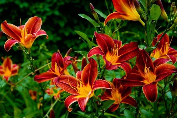 u0412 u0411u043eu0442u0430u043du0438u0447u0435u0441u043au043eu043c u0441u0430u0434u0443 u0437u0430u0446u0432u0435u043bu0438 u043bu0438u043bu0438u0438 u0438 u044du043au0437u043eu0442u0438u0447u0435u0441u043au0430u044f u0442u0430u043au043au0430