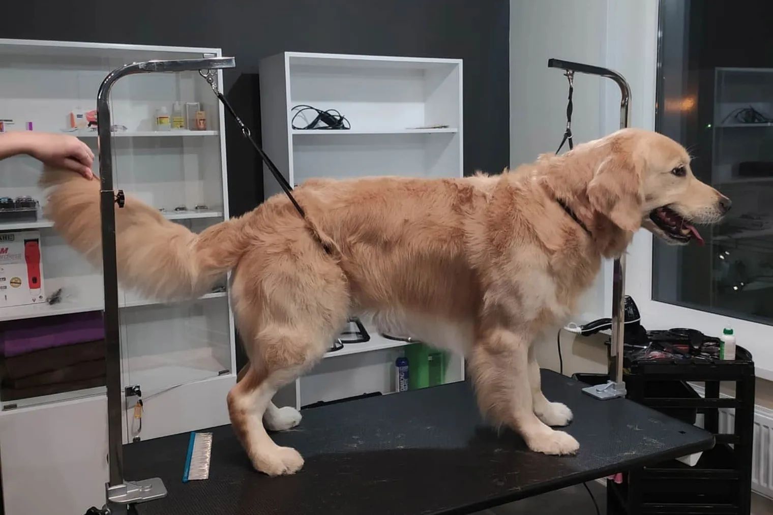 Happy Pet — СПА для животных в Санкт-Петербурге