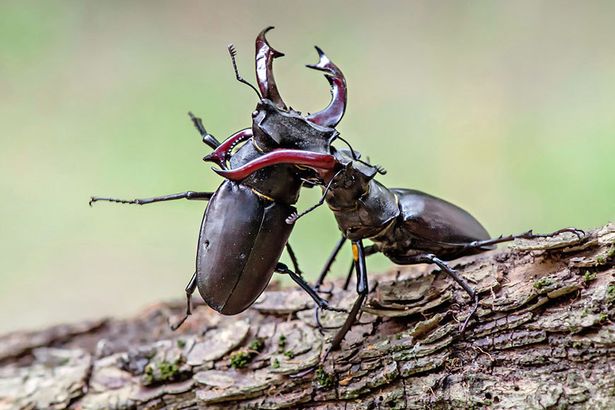 u0412 u0421u0430u043du043au0442-u041fu0435u0442u0435u0440u0431u0443u0440u0433u0435 u043fu043eu043au0430u0436u0443u0442 u00abu041fu0435u0440u0432u043eu0437u0434u0430u043du043du0443u044e u0420u043eu0441u0441u0438u044eu00bb