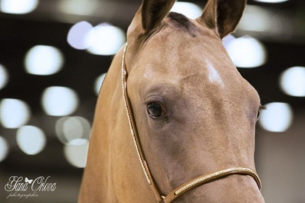 u0412 u043fu043eu0441u043bu0435u0434u043du0438u0439 u0434u0435u043du044c u0430u043fu0440u0435u043bu044f u0432 u00abu042du043au0441u043fu043eu0444u043eu0440u0443u043cu0435u00bb u043fu0440u043eu0439u0434u0435u0442 u043au043eu043du043du0430u044f u0432u044bu0441u0442u0430u0432u043au0430 u00abu0418u043fu043fu043eu0441u0444u0435u0440u0430u00bb