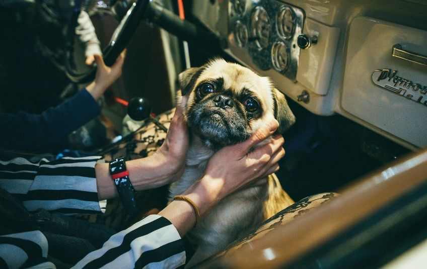 «День Святого Мопсантина»