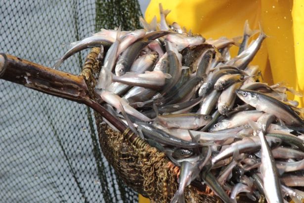 u041fu0443u0442u0438u043du0430 u043du0430 u043au043eu0440u044eu0448u043au0443 u043du0430u0447u043du0435u0442u0441u044f u0432 u0441u0435u0440u0435u0434u0438u043du0435 u0430u043fu0440u0435u043bu044f