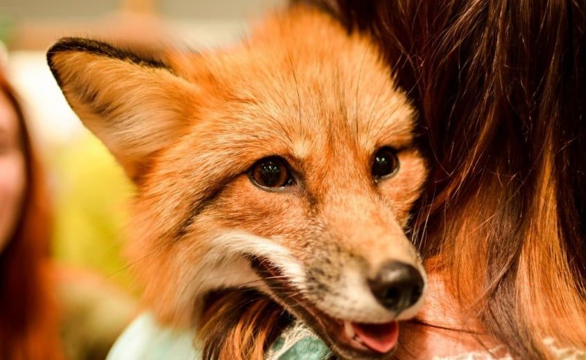 «Домашние лисы разных расцветок и пушистости, лукавые, озорные и общительные», – так описывают организаторы фестиваль Ginger Fox Day, который пройдет в Петербурге в первый день июля. Большое количество лис разных окрасов, фотозоны, лекторий, ярмарка и многое другое ждет гостей на настоящем лисьем фестивале.