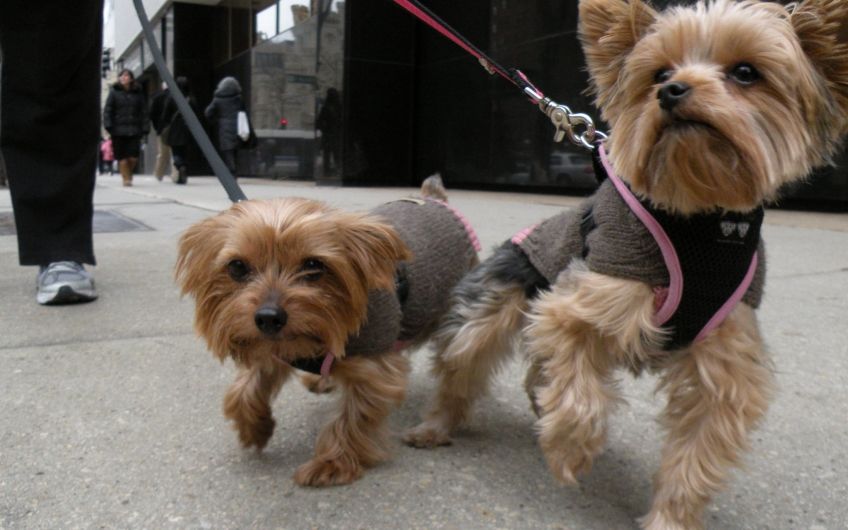 u041eu0441u043eu0431u0435u043du043du043eu0441u0442u0438 u0432u044bu0433u0443u043bu0430 u043cu0435u043bu043au0438u0445 u043fu043eu0440u043eu0434 u0441u043eu0431u0430u043a