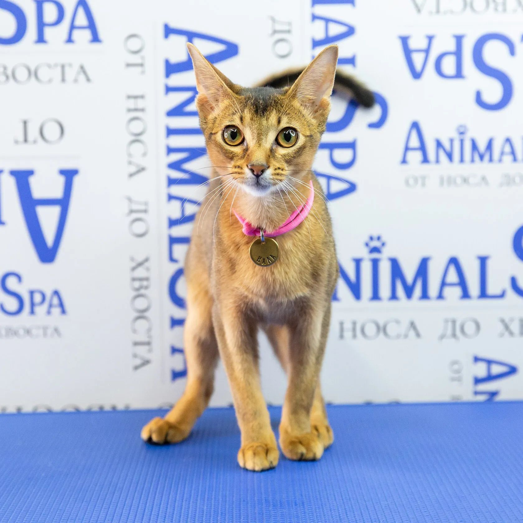 Lapki Spa — СПА для животных в Санкт-Петербурге