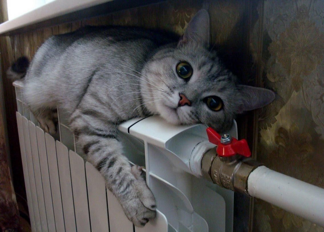 В этом году отопительный сезон планируют начать до 30 сентября, что на три недели раньше обычного. По прогнозам синоптиков в конце сентября – начале октября температура в Петербурге не будет подниматься выше +8 +12 градусов.