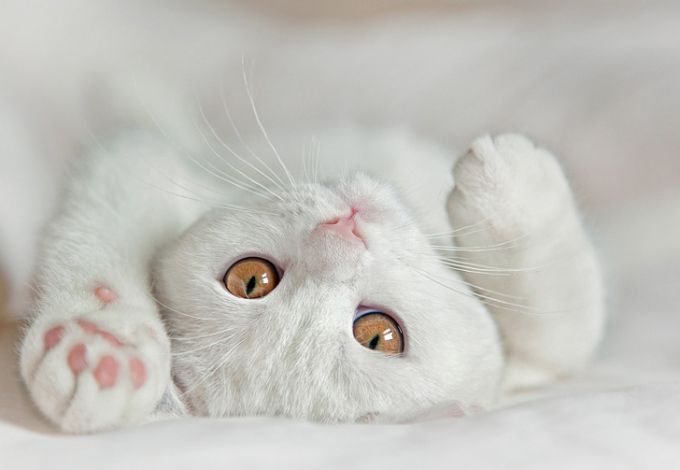 u0412 u041fu0435u0442u0435u0440u0431u0443u0440u0433u0435 u0440u0430u0437u0434u0430u0434u0443u0442 u0441u043du0435u0436u043du044bu0445 u044du0440u043cu0438u0442u0430u0436u043du044bu0445 u043au043eu0442u0438u043au043eu0432